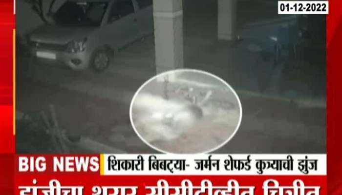 Pune Ambegaon Leopard Attack On German Shepherd Dog Watch CCTV