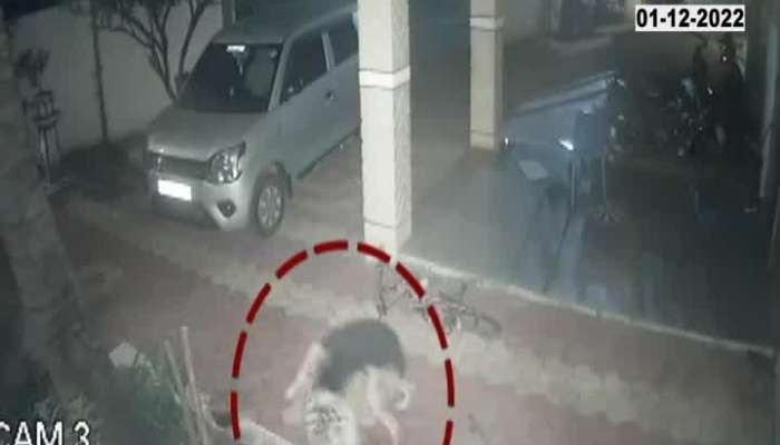 Pune Ambegaon Leopard and Dog Fight Thrill Captured on CCTV