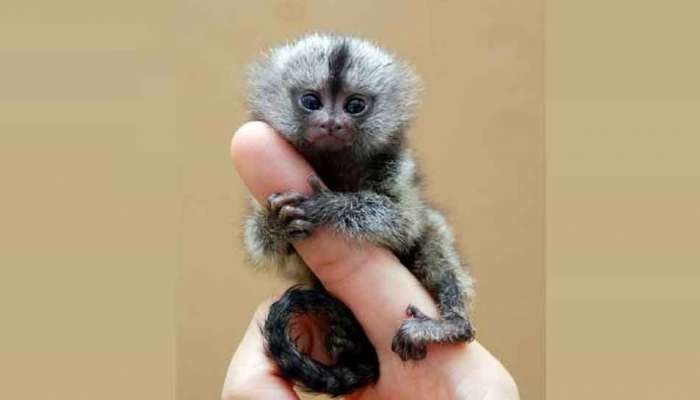 Pygmy Marmoset हे जगातील सर्वात छोटं माकड! उंची, वजन आणि वयोमर्यादा जाणून घ्या