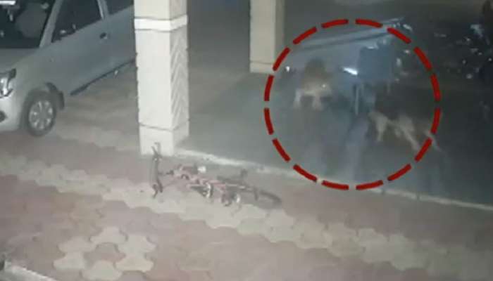 कुत्ता नही... ये तो फायर है! Video पाहून असंच म्हणाल; कुत्र्याला घाबरुन वाघ पळून गेला