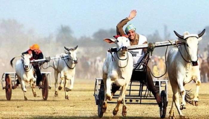 आंबेगाव खिडकीत बैलगाडी शर्यंतीचा थरार; चार दिवस घुमणार भीर्रर्रर्रर्र चा नाद