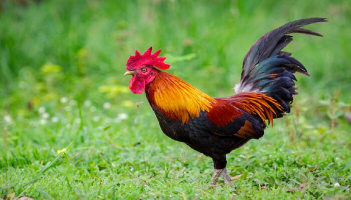 Viral Video:  कोंबड्याने बांग दिली गं...पुढे जे झालं ते पाहून तुम्हीही चक्रावाल...