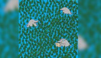 Optical Illusion : 'या' फोटोत 5 रिकाम्या बाटल्या शोधून दाखवा, तुमच्याकडे 20 सेकंदाची