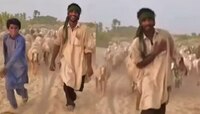 Pakistani girl नंतर मेंढपाळाचा भन्नाट डान्सचा  Video व्हायरल 
