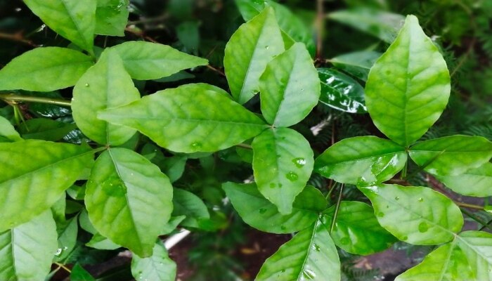 Belpatra Benefits: घरात या दिशेला बेलपत्र लावल्यास व्हाल मालामाल; प्रत्येक संकट होईल दूर