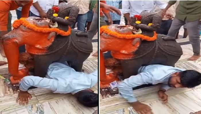 Viral Video: ना इकडचा ना तिकडा; देवाचा नवस फेडायला गेलेला भक्त हत्तीच्या पोटाखाली अडकला
