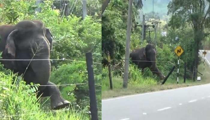 मोठ्या हत्तीची छोटी गोष्ट! 45 सेकंदाचा Viral Video एकदम कमाल 