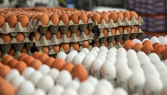 Egg : महागाईचा झटका! संडे असो वा मंडे, आता रोज कसे खाणार अंडे?