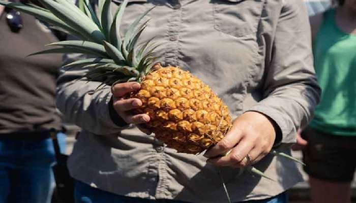 Heligan Pineapple: जगातील महागड्या अननसाच्या प्रजातीबाबत माहिती आहे का? किंमत ऐकून बसेल आश्चर्याचा धक्का