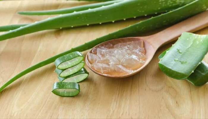 Hair Care Tips : केसांच्या स्टाईलसाठी Aloe Vera Gel चा जबरदस्त फायदा, असा करा उपयोग