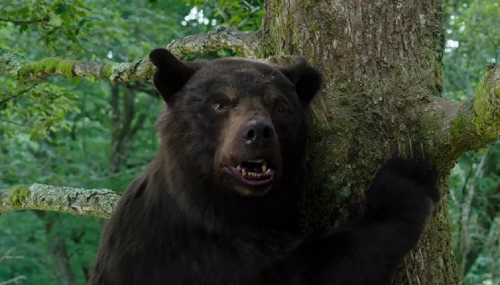 बापरे! अस्वलानं घेतलं कोकेन; दोन मिनिटांत असा झिंगला की.... Video Viral 
