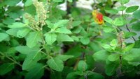 Tulsi Tips: घरात तुळस लावलीये? झाली चूक लवकर सुधारा नाहीतर... 