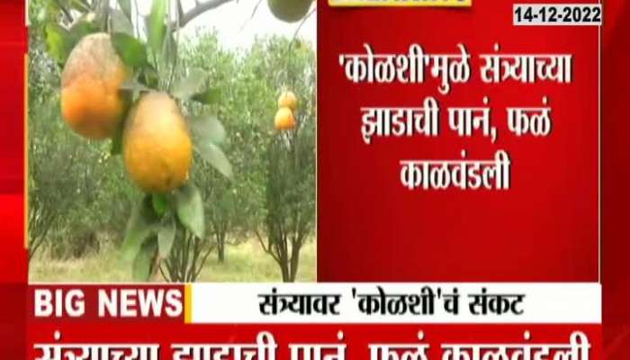 orange trees harmed because of kolshi farming news 