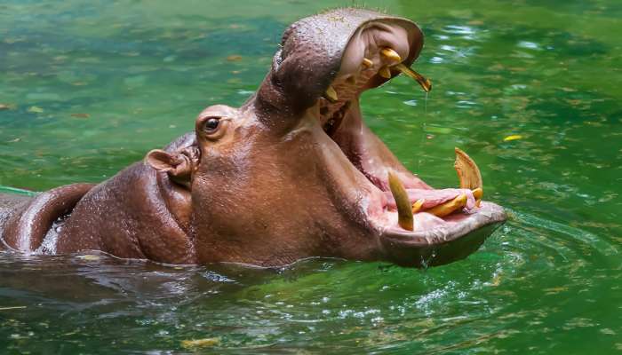 Hippo ने 2 वर्षांच्या मुलाला गिळलं, पण नंतर असं काही घडल की पुन्हा बाहेर फेकलं!