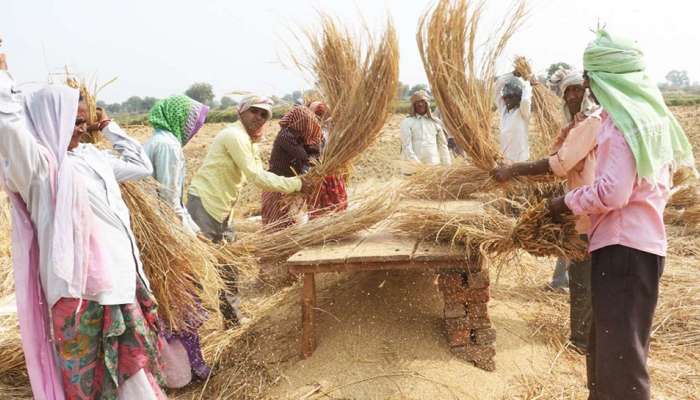 Farming : शेतकऱ्याचा देशी जुगाड! पाहा भाताच्या शेतीसाठी कशी चढवली शक्कल...