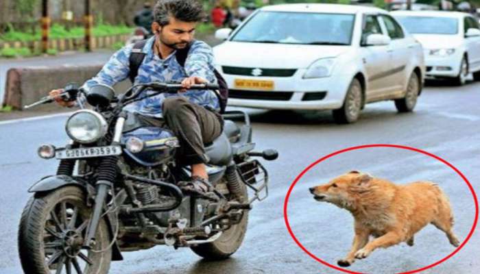 तुमच्याही बाईक मागे कुत्रे धावतायत! मग 'हि' ट्रिक वापरून पाहा