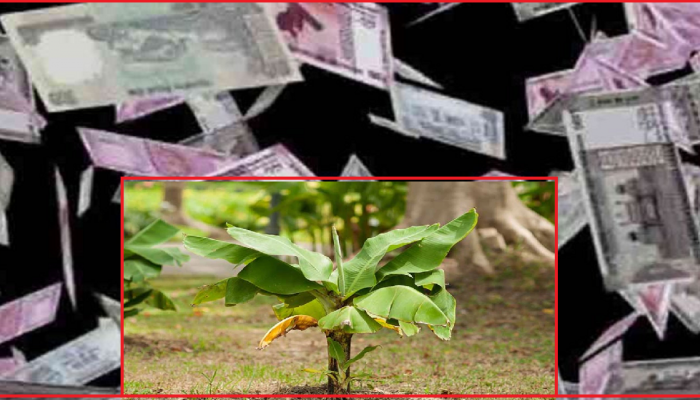 Banana Tree Upay: तुमच्या खिशात एकही पैसा राहत नाही, मग 'हे' उपाय केल्यास होईल पैशांची बरसात