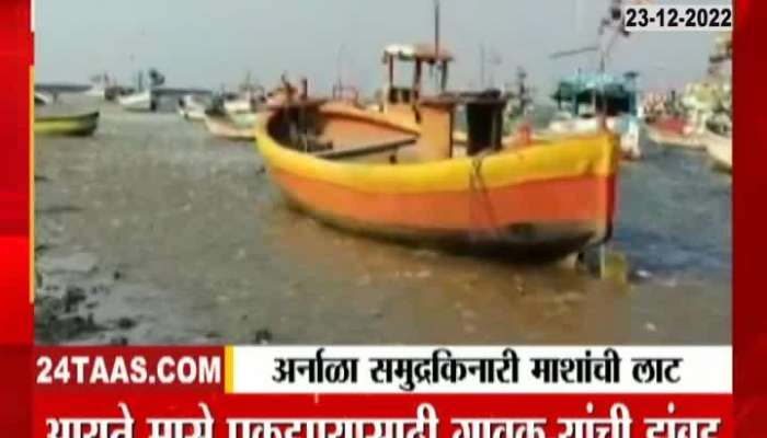 Viral Video Vasai Virar Arnala Beach Fishes On The Seashore