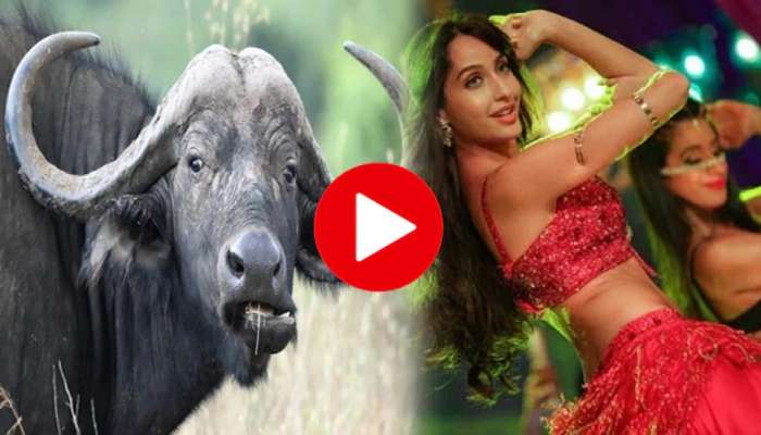 Viral trending video : आणि म्हैस Nora Fatehi सारखी सेम नाचू लागली; व्हिडीओ पाहून तुमचाही विश्वास बसणार नाही