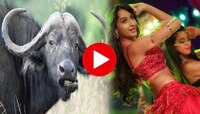 Viral trending video: आणि म्हैस Nora Fatehi सारखी सेम नाचू लागली