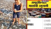 Special Report On Arnala Fish | मुंबईच्या समुद्र किनारी माशांची त्सुनामी! नेमका प्रकार काय?
