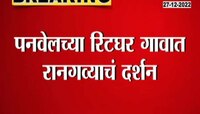 Panvel Rangava Video | रीटघर गावात रानगवा! गावकऱ्यांची पळापळ' पाहा व्हिडिओ 