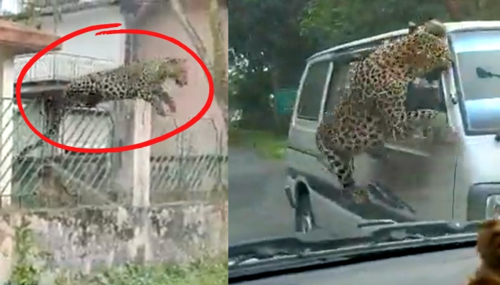 Leopard Attack: पिसाळलेल्या बिबट्याचा गाडीवर हल्ला; 10 फूटावरून झेप घेऊन...; पाहा थरकाप उडवणारा Video!