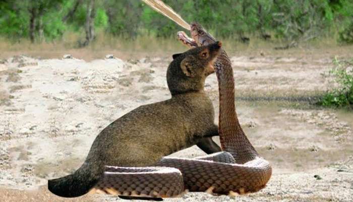 Snake video: साप आणि मुंगूस भिडले आणि पुढे जे घडलं ते पाहून येईल अंगावर काटा 