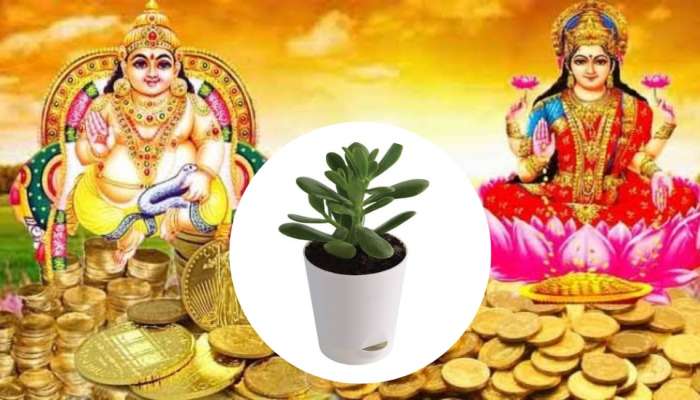 Vastu Tips : लक्ष्मी माता आणि कुबेराचा आशीर्वाद हवा असेल तर घरात लावा 'हे' झाड 