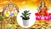 Vastu Tips : लक्ष्मी माता आणि कुबेराचा आशीर्वाद हवा असेल तर घरात लावा 'हे' झाड 