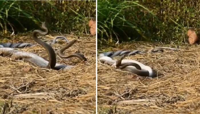 Snakes Mating : नाग-नागिणीचे प्रायव्हेट क्षण कॅमेऱ्यात कैद; इंटरनेटवर video viral