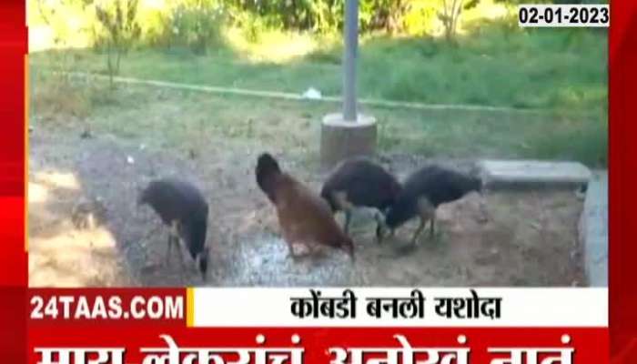 Special report on Nashik Hen & peacock chicks story