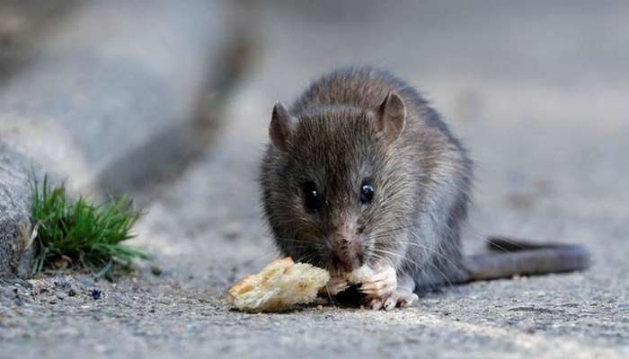 Rat Murder Case: एका उंदराचा मृत्यू झाला काय आणि.... चक्क केलं पोस्टमार्टम, आता प्रकरणाला वेगळं वळण