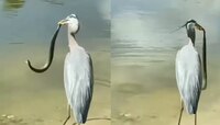 Viral Video :  सापाला गिळलं कि नूडल्स खाल्लं...बगळेबुवा तुम्ही कमालच केली !