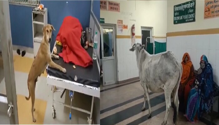 Shocking Video: रुग्णाच्या बेडवरची बिस्किटं कुत्रा खातोय, तर रुग्णालयात चक्क गाय फिरतेय