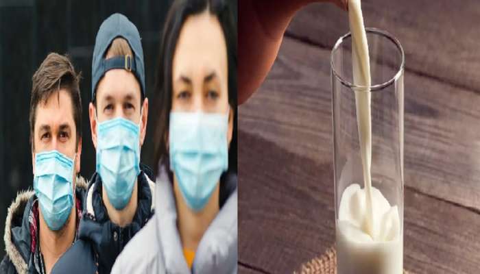 Corona : कोरोनाकाळात दूध पिऊन वाढवा इम्युनिटी...दूध पिणाऱ्यांमध्ये हृदयविकाराचा धोका कमी 