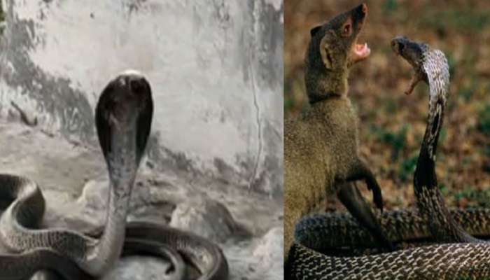 Mongoose vs Snake: मुंगूसानं केला घात! नाग-नागिणीची सुटली साथ, रक्ताच्या थारोळ्यात जोडीदार पाहून...