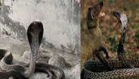 मुंगूसानं केला घात! नाग-नागिणीची सुटली साथ, रक्ताच्या थारोळ्यात जोडीदार पाहून...