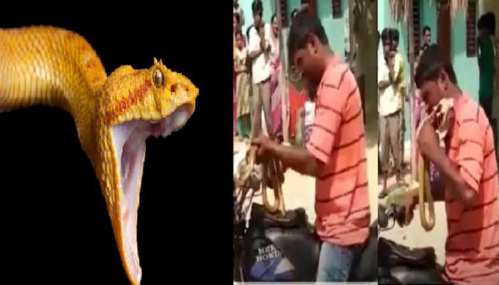 viral snake video: सापाला चिकनप्रमाणे कचाकचा चावून खाल्लं...Viral Video पाहून येईल किळस