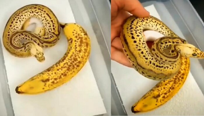 VIDEO : त्याने केळं समजून लावला हात अन् मग...
