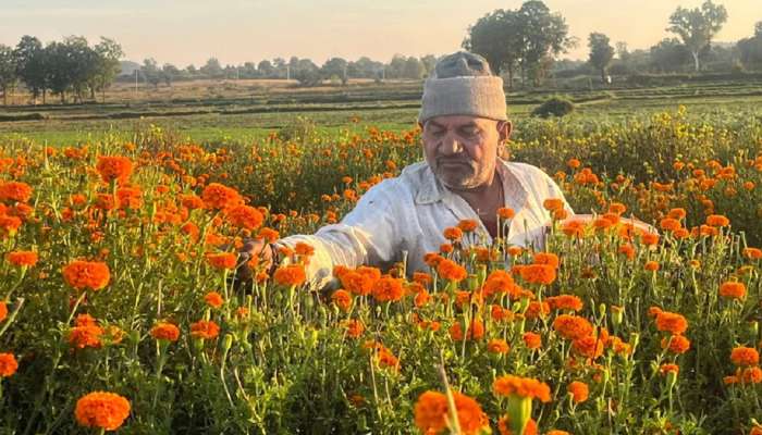 Farmer Success Story: बळीराजाची एकच चर्चा, नुसता छापतोय पैसा.. तुम्ही देखील नोकरी सोडून घ्याल शेती कसण्याचा निर्णय