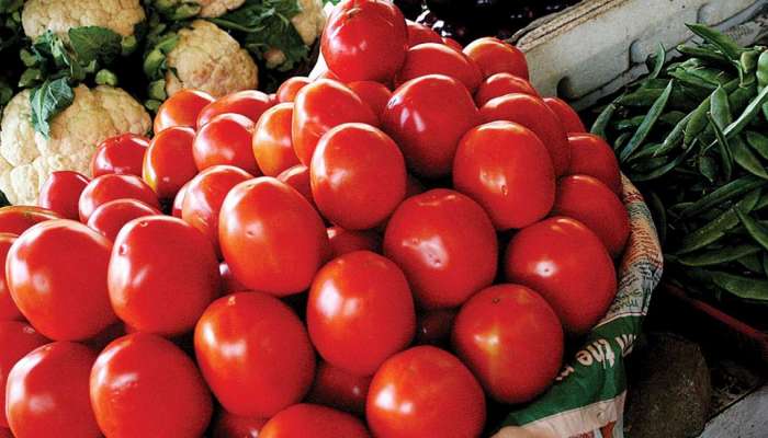 Tomato Side Effect : तुम्ही टोमॅटो खाण्याचे शौकीन आहात का? आताच व्हा सावध, अन्यथा आरोग्याची मोठी हानी 