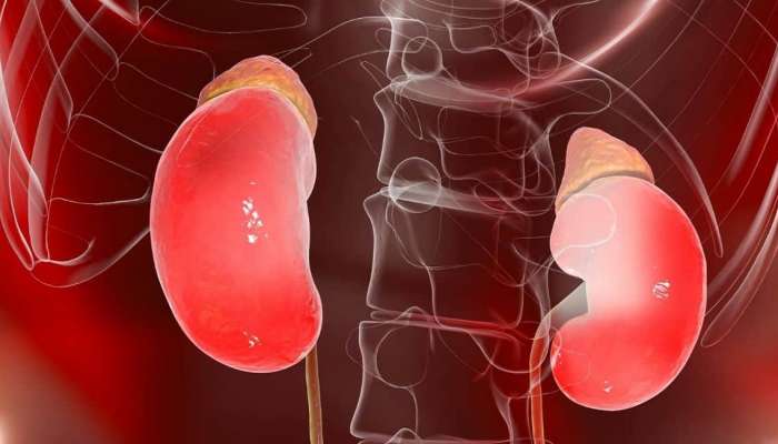 Kidney Health: किडनीचं आरोग्य सांभाळा आणि दीर्घायुषी व्हा ! या टिप्स करतील मदत 