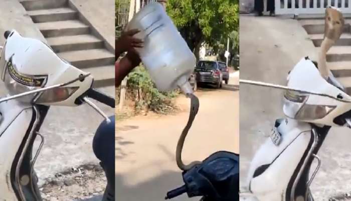 Viral video: स्कूटीच्या हँडलवर लोळत होता King Cobra...थोडक्यात बचावला जीव, video पाहून येईल अंगावर येईल काटा.. 