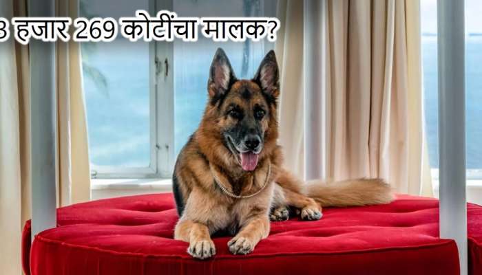 3 हजार 269 कोटी रुपयांचा मालक आहे हा कुत्रा? Netflix वरील डॉक्युमेंट्रीमधून उलगडणार त्याच्या संपत्तीचं रहस्य