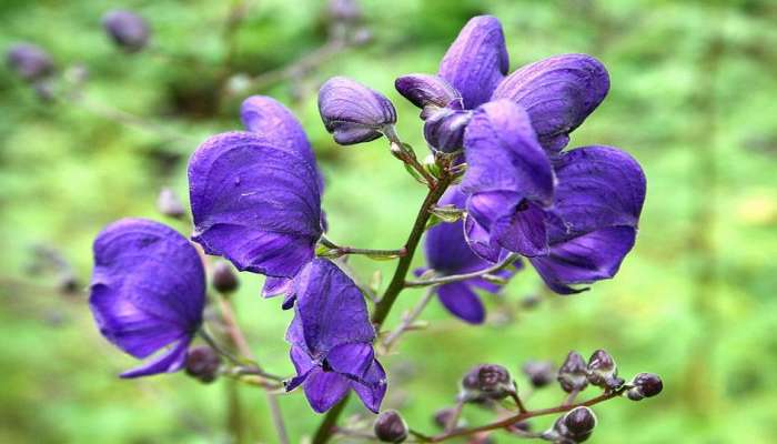 Aconite Flower Use:  एकदम डेंजर फूल ! सुगंध घेतल्यावर व्हाल बेधुद्ध, खाल्ल तर होईल मृत्यू