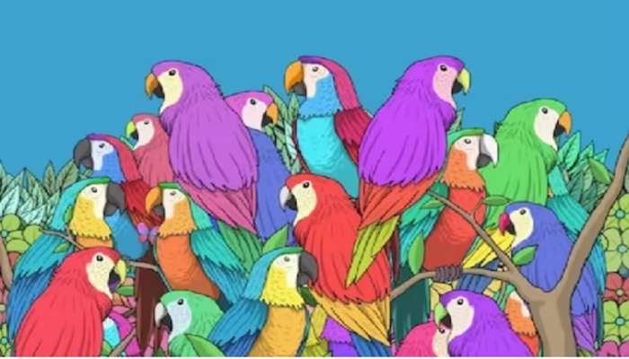 Optical Illusion:पोपटात लपलेला फुलपाखरू शोधून दाखवा, तुमच्याकडे 30 सेकंदाची वेळ 