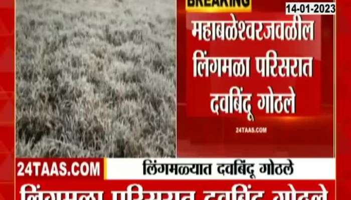 Due to severe cold, almost dew points froze in Satara