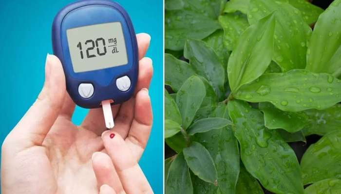 Diabetes रुग्णांनी 'या' झाडांची पानं खाल्ली तर डॉक्टरकडे जायची गरजच पडणार नाही;  नियंत्रीत होईल Blood Sugar Level