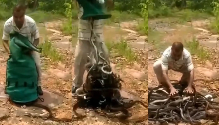 VIDEO : बटाटा-कोबीसारखे पोत्यात भरुन आणले 300 साप अन् मग...